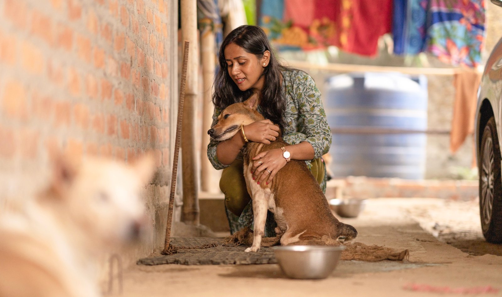 Stray Animal Care